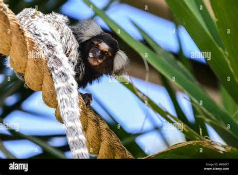 A common marmoset (Callithrix jacchus) at Cango Wildlife Ranch Stock ...