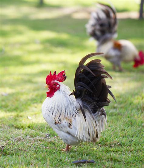 Where to Find Pastured Chicken – Lectin Free Mama