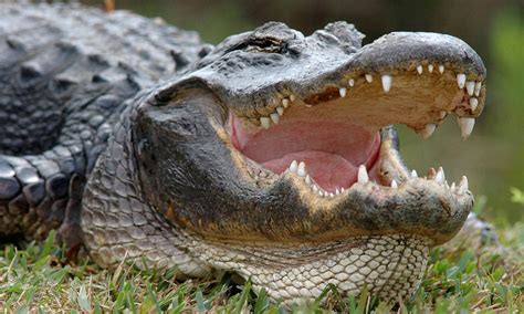 Could ALLIGATORS hold the key to how we could one day regrow teeth? | Daily Mail Online