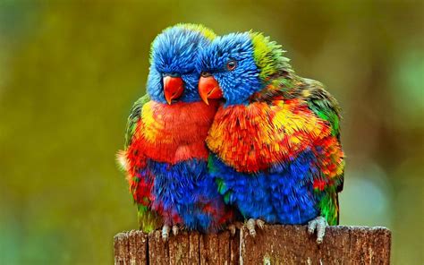 30 Cute Bird Pictures with Most Beautiful Colors | Aves belas, Aves de estimação, Pássaros fofos