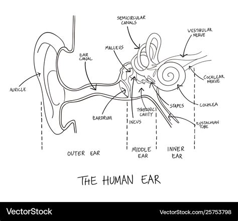 Hand drawn human ear anatomy Royalty Free Vector Image