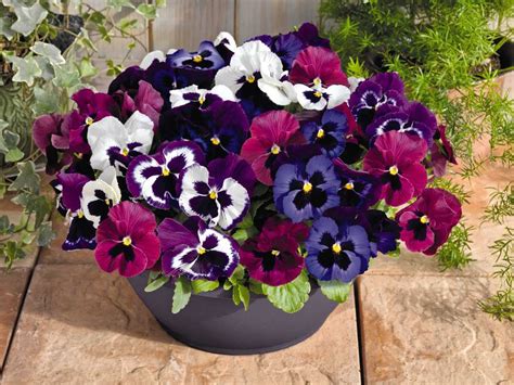 14 Pretty & Unusual Pansy Varieties