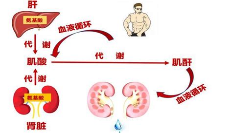 血肌酐和尿肌酐有什么区别，哪个临床意义大？ - 知乎