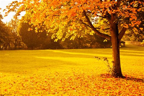 Yellow Autumn Free Stock Photo - Public Domain Pictures