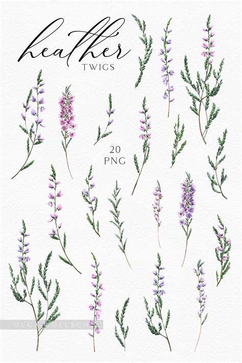 Watercolor Heather Clipart Pink Flowers Modern Clipart - Etsy | Heather flower, Lavender tattoo ...