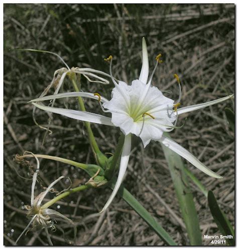 Nature in the Ozarks: Spiderlily (Hymenocallis sp.)