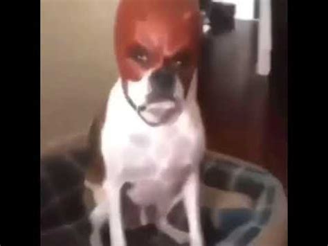 Daredevil dog - YouTube