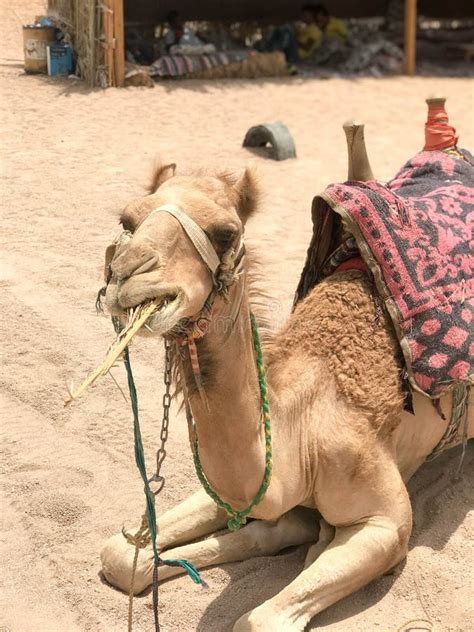 Two Beautiful Camel Resting, Grazing in the Parking Lot, Halted with Humps on Hot Yellow Sand in ...