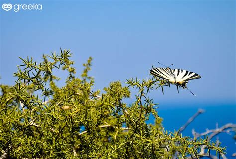 Flora in Greece: Forests, trees and flowers | Greeka