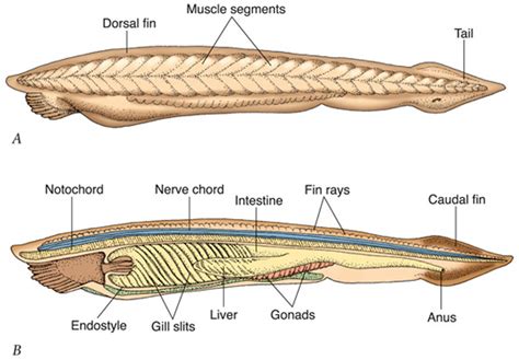 CHORDATES - BIOLOGY4ISC