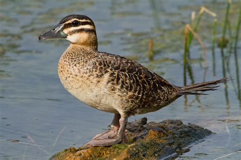 Masked Duck | I headed back out to Sabal Palm Sanctuary this… | Flickr