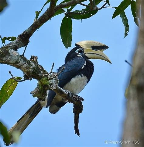 Oriental Pied Hornbill nesting - Bird Ecology Study Group