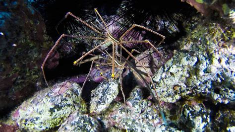 Sea Spider Pictures - AZ Animals