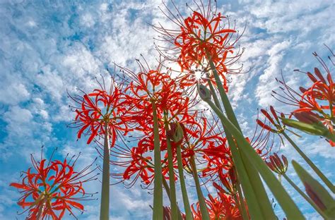 Red Spider Lily Meaning: Unveiling Its Cultural Significance - Xu Farm