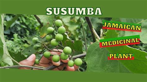 Susumba (Solanum Torvum) uses in TRADITIONAL MEDICINE / Earth's Medicine - YouTube