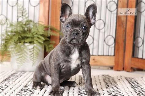 Rayna: Frenchton puppy for sale near Ft Myers / SW Florida, Florida. | b3a52552-9891