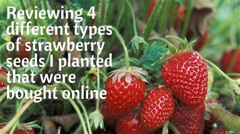 Comparing 4 strawberry varieties bought from seeds online! - YouTube