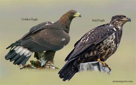 How to Tell a Juvenile Golden Eagle from a Juvenile Bald Eagle - Avian Report | Bald eagle ...