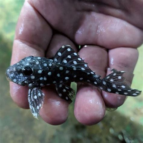 Snowball Plecos - Jack Wattley Discus