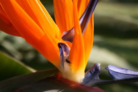 Bird Of Paradise In Bloom Free Stock Photo - Public Domain Pictures