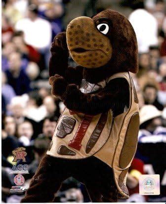 Amazon.com : Maryland Terrapins Mascot 8x10 Photo : Photographs : Sports & Outdoors