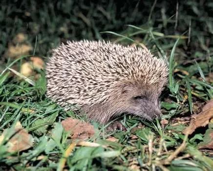 Amur hedgehog - Facts, Diet, Habitat & Pictures on Animalia.bio