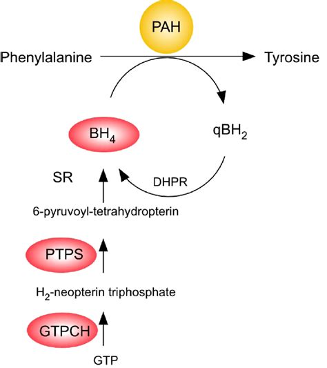 The Genetics Of Pku