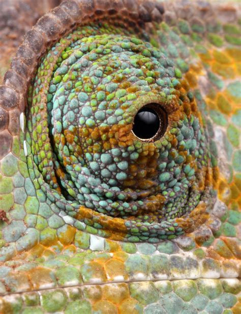Chameleon Eye Macro Free Stock Photo - Public Domain Pictures