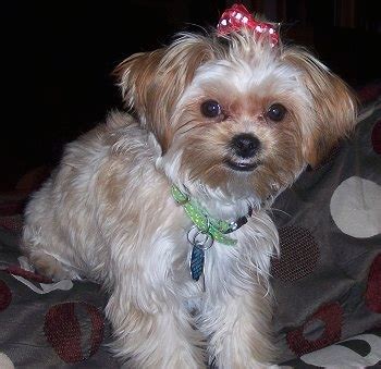 Shorkie: A Definitive Review of the Shih Tzu Yorkie Mix (and Photos) - Animalso