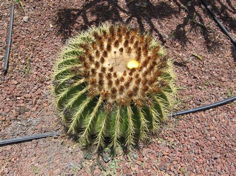 Echinocactus Grusonii in flower | In the gardens at Balcon d… | Flickr