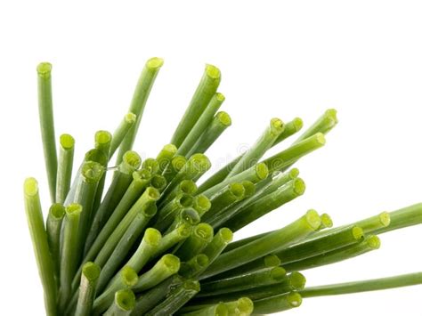 Fresh chives stock image. Image of aromatic, tasty, fresh - 15230669