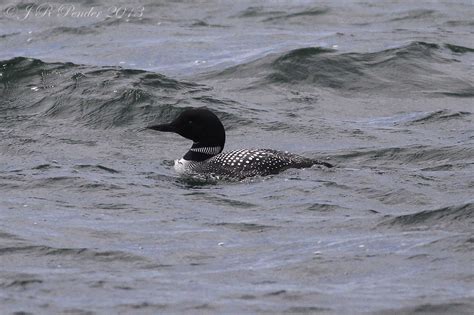 Joe Pender Wildlife Photography: Summer Plumage Great Northern Diver