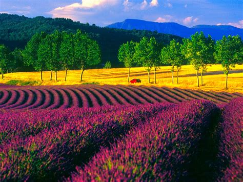 Go Out There...: The beautiful Sunflower & Lavender Field in Provence