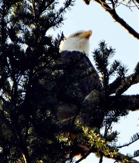 New Eagle Nest at American Camp ~ San Juan Update