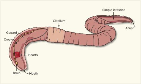 Inside an earthworm – Earthworms – Te Ara Encyclopedia of New Zealand