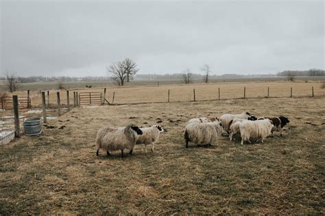 Q & A with the Icelandic Sheep - Abigail Albers How to keep sheep