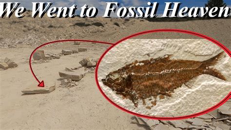 I FINALLY Went to my Top Bucket List Site! Digging the Fossil Fish ...