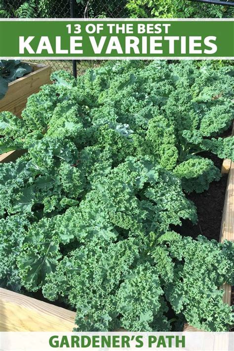 13 of the Best Kale Varieties | Gardener’s Path