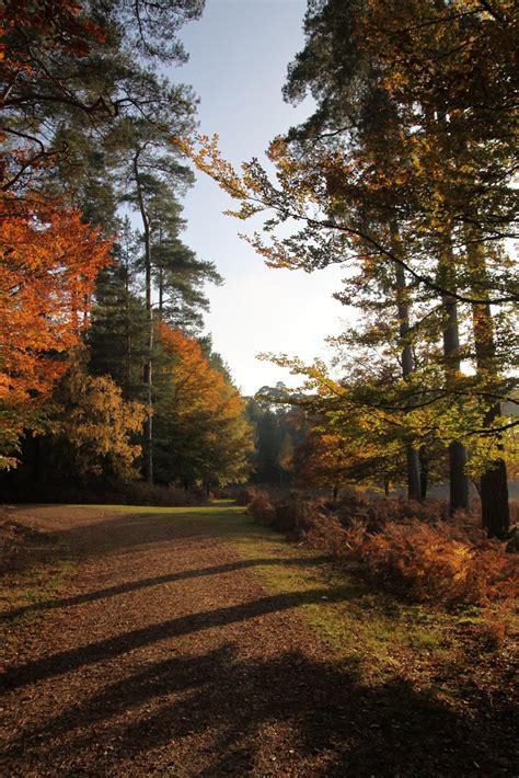 IMG_0966 | New Forest Autumn colours | cgt | Flickr