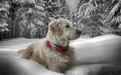 Puppies in Snow Wallpaper - WallpaperSafari