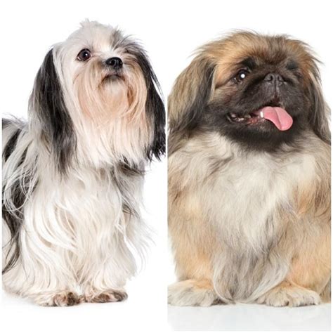 Differences Between the Pekingese and Shih Tzu