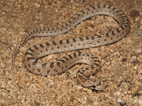 Mojave Glossy Snake (Arizona elegans candida) | NicholasHess | Flickr