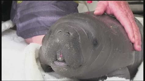 Baby manatee rescued from canal