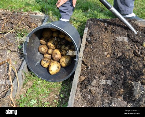 Potato harvesting in garden Stock Photo - Alamy