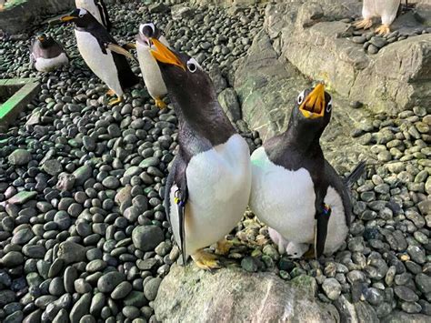 Photos: Two male penguins successfully incubate foster chick at SeaWorld San Antonio