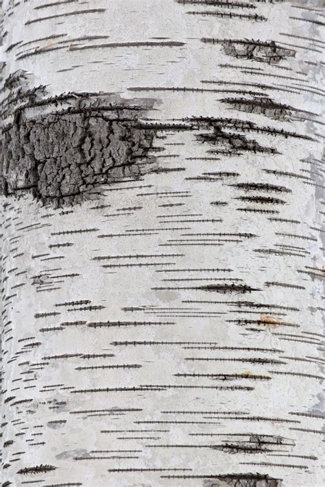 Free stock photo of birch tree texture, thanks to Free Nature Stock. | Birch tree art, Texture ...