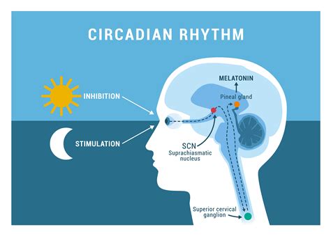 Can Melatonin Help Prevent COVID-19?