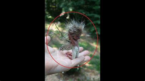 Top 5 Real Fairies Caught on Camera & Spotted in Real Life | Real ...