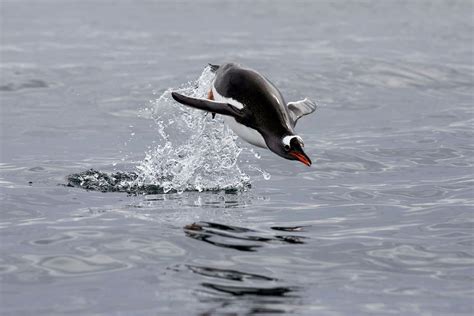 VIDEO: 3 Types of Penguins You'll See on Your Antarctica Expedition