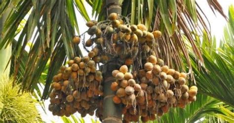 Areca nut Fruit Benefits and Side Effects | Health tips